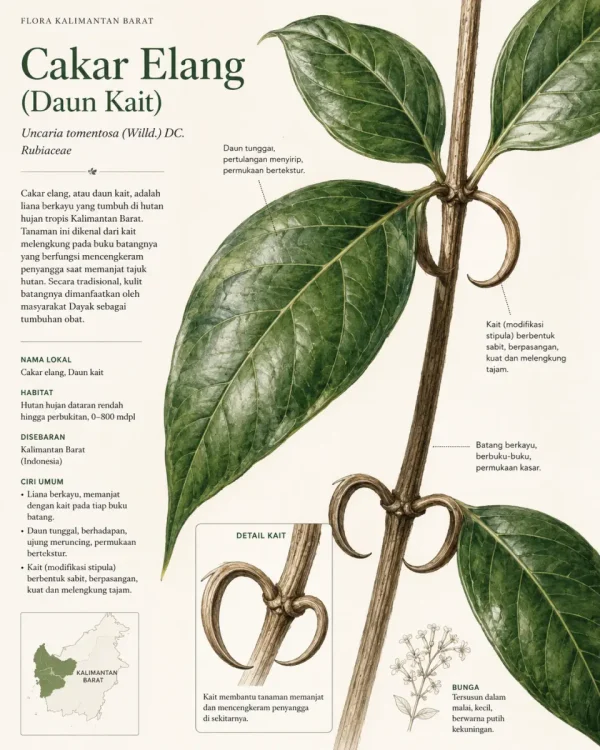 cakar elang
