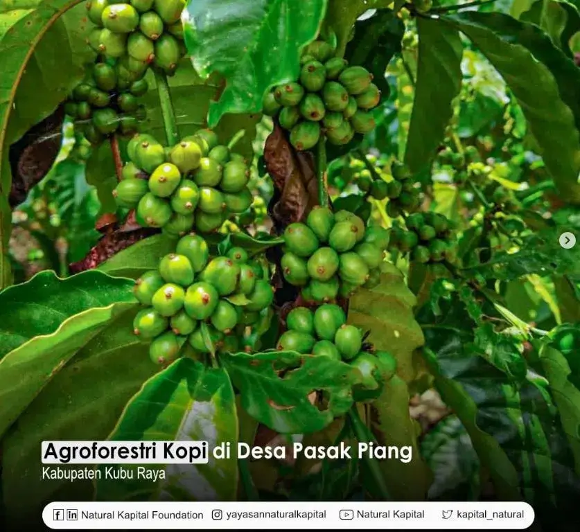 Agroforestri Kopi di Desa Pasak Piang