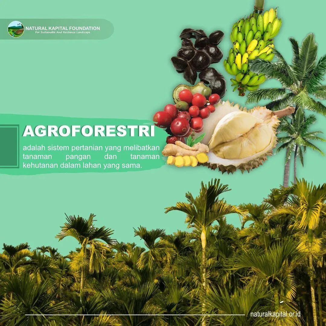 Agroforestri