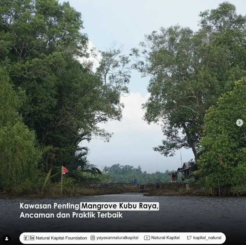 Kawasan penting mangrove kubu raya