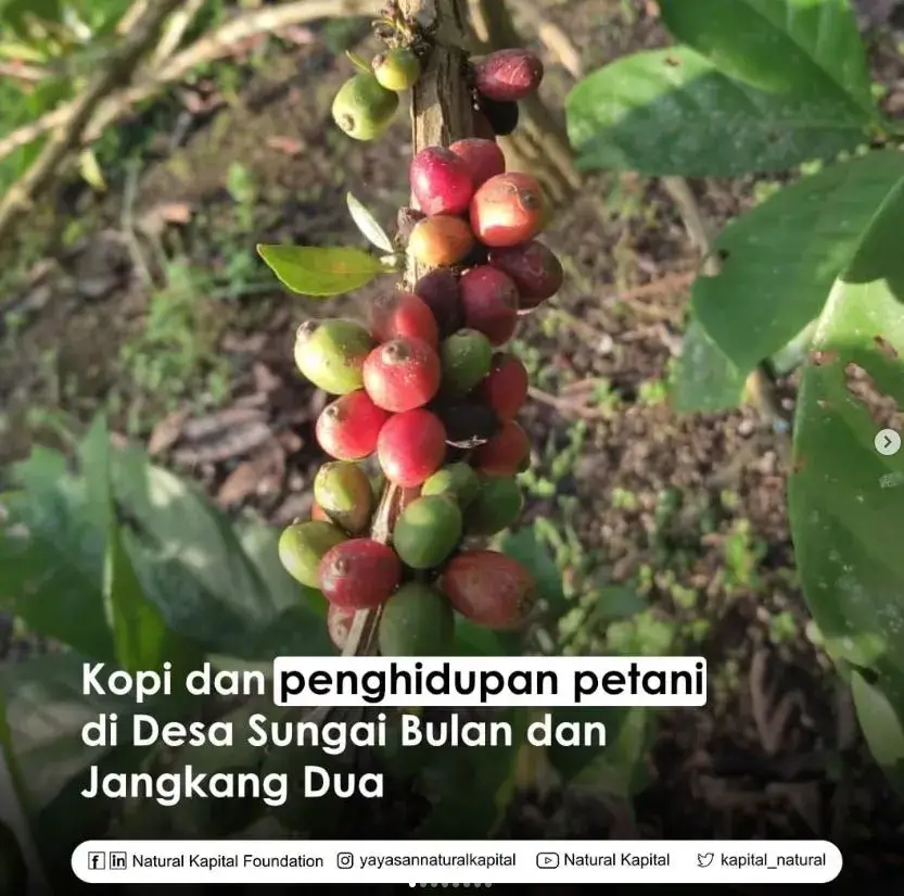 Kopi dan Penghidupan Petani di Desa Sungai Bulan dan Jangkang Dua