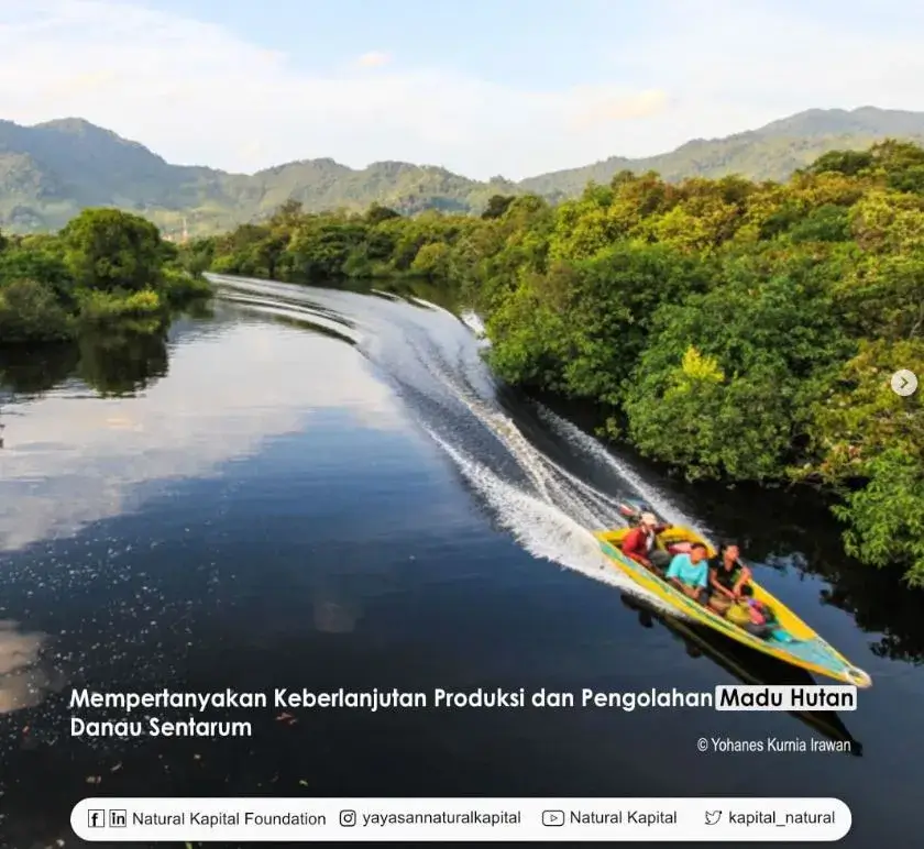 Mempersatukan Keberlanjutan Produksi dan Pengolahan Madu Hutan Danau Sentarum