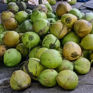 kelapa
