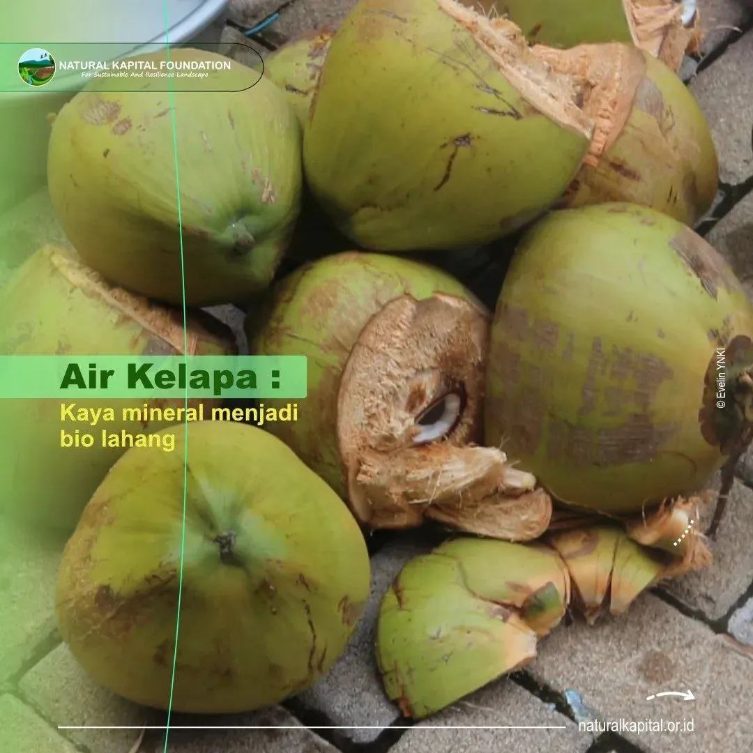 kelapa
