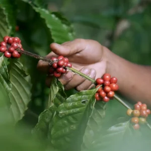 kopi