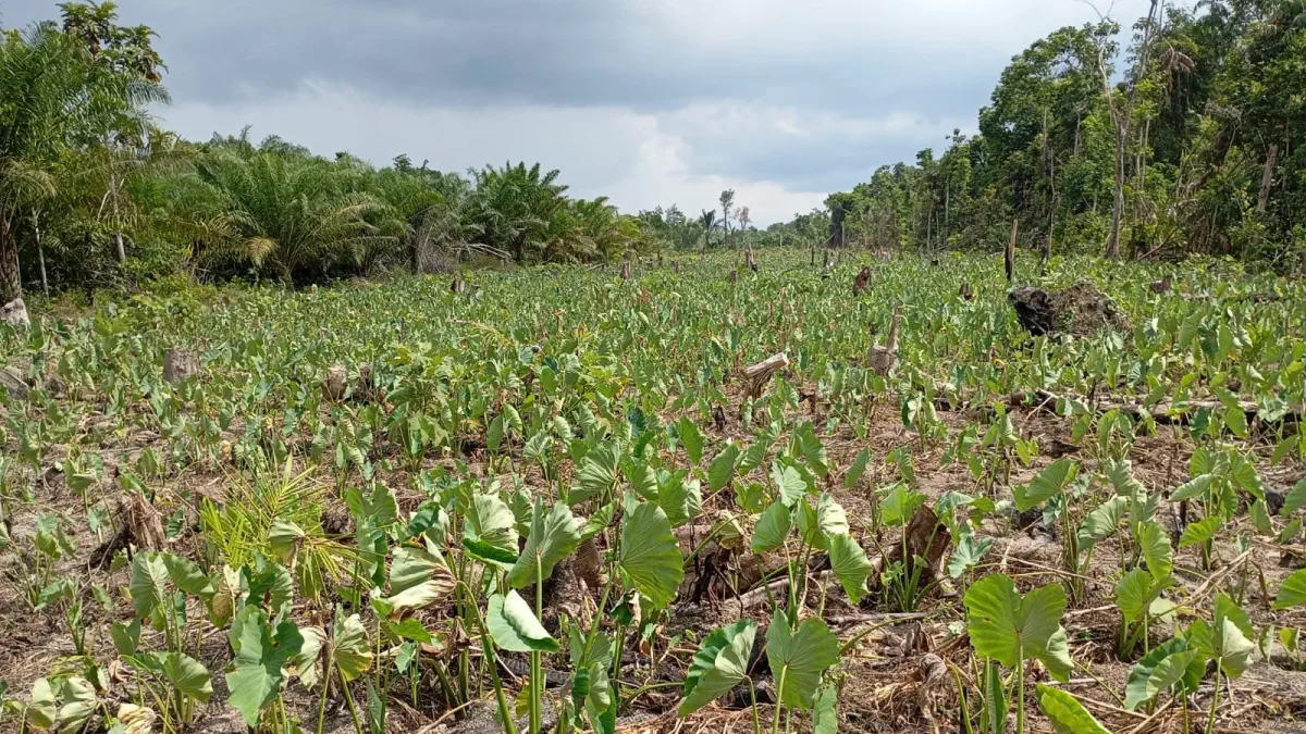 Kebun keladi di Kubu Padi Kuala Mandor B
