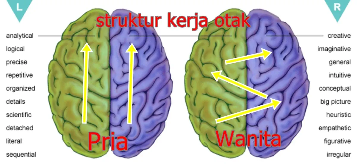 Struktur kerja otak